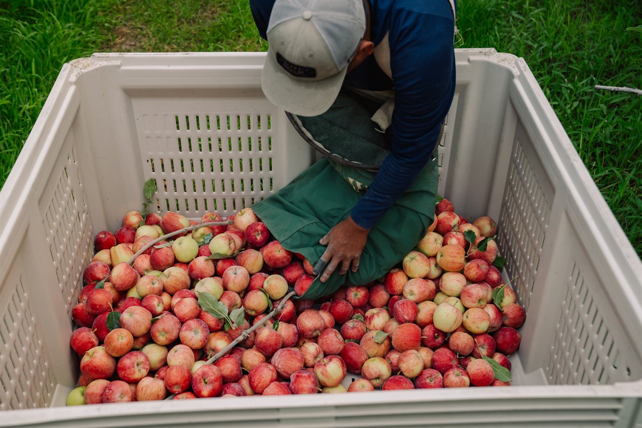 Orchard worker emptying freshly picked apples into a harvest bin